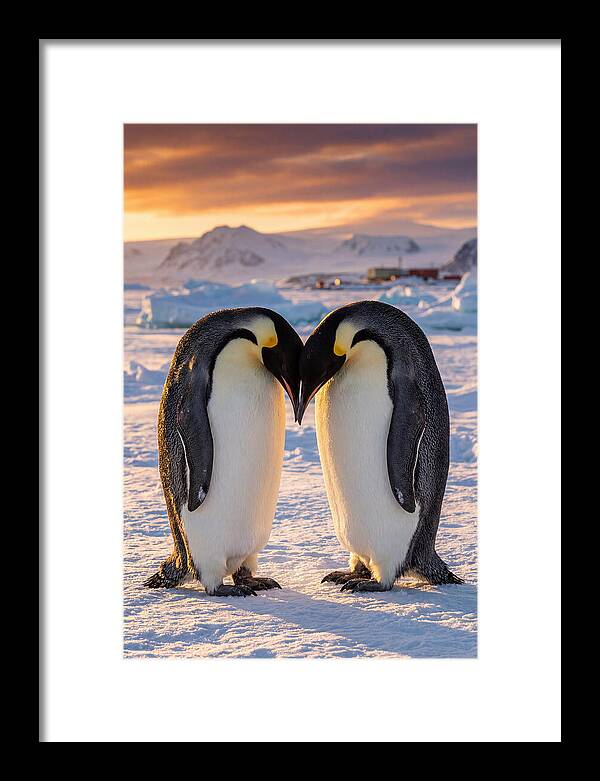 Emperor Penguins In Love