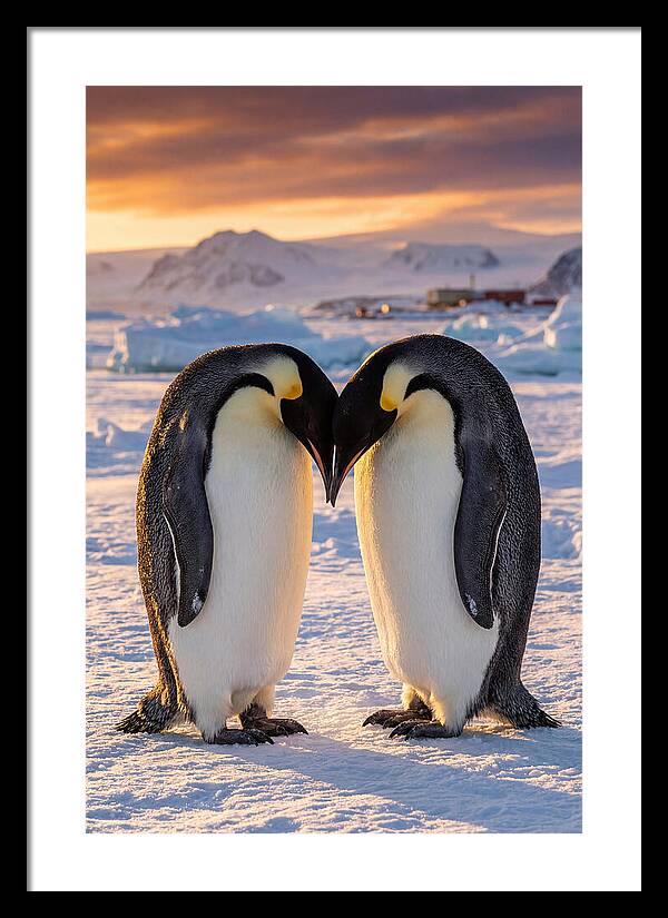 Emperor Penguins In Love