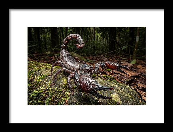 Emperor Scorpion In Nature