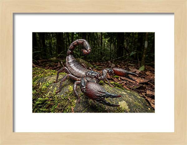 Emperor Scorpion In Nature