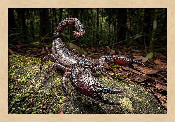 Emperor Scorpion In Nature