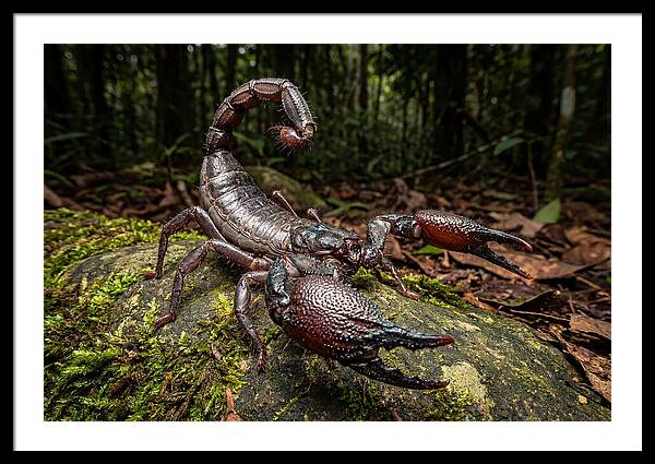 Emperor Scorpion In Nature