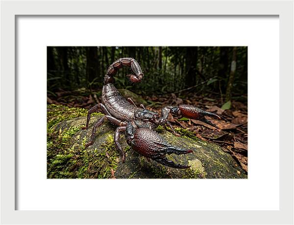 Emperor Scorpion In Nature