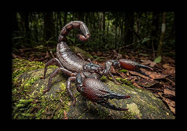 Emperor Scorpion In Nature