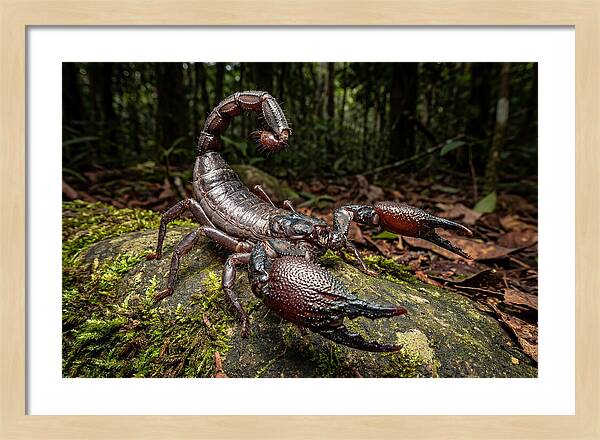 Emperor Scorpion In Nature