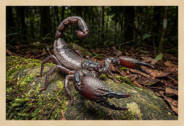 Emperor Scorpion In Nature