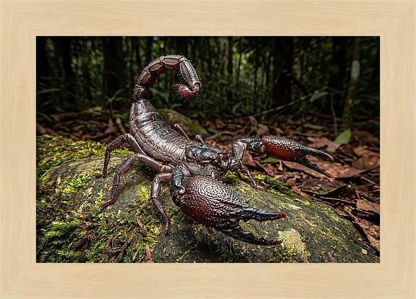 Emperor Scorpion In Nature