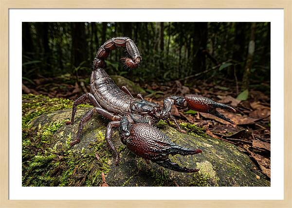 Emperor Scorpion In Nature