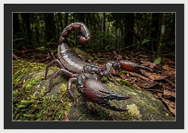 Emperor Scorpion In Nature