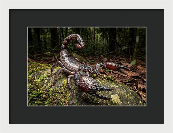 Emperor Scorpion In Nature