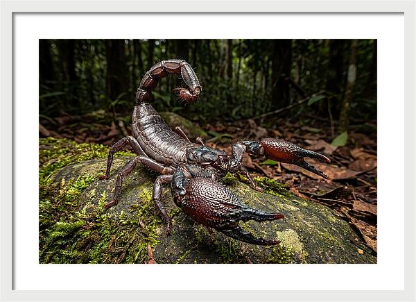 Emperor Scorpion In Nature