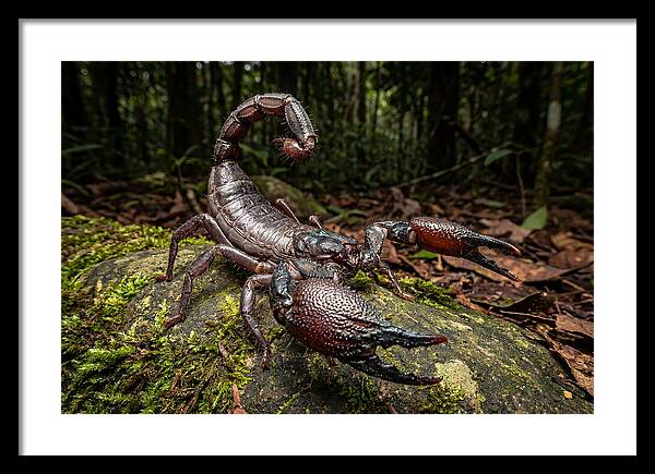 Emperor Scorpion In Nature