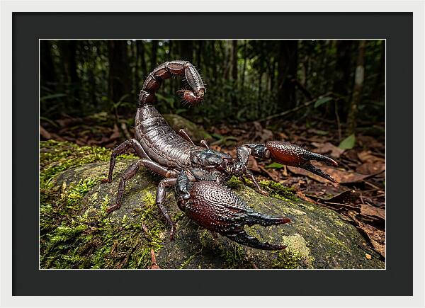 Emperor Scorpion In Nature