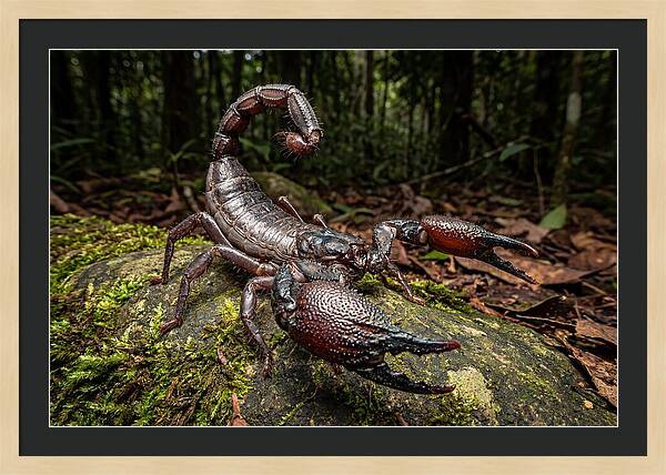 Emperor Scorpion In Nature