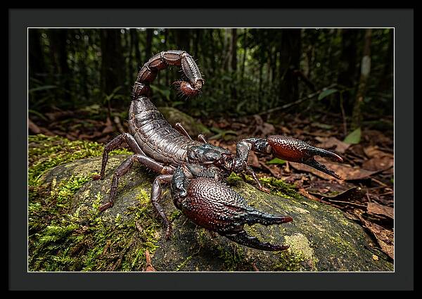 Emperor Scorpion In Nature