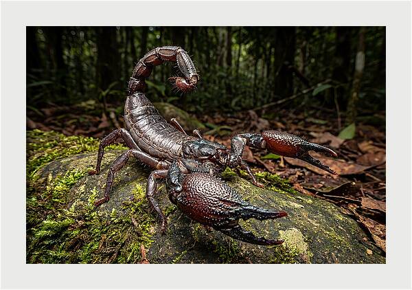 Emperor Scorpion In Nature