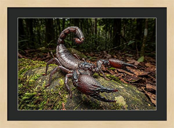 Emperor Scorpion In Nature