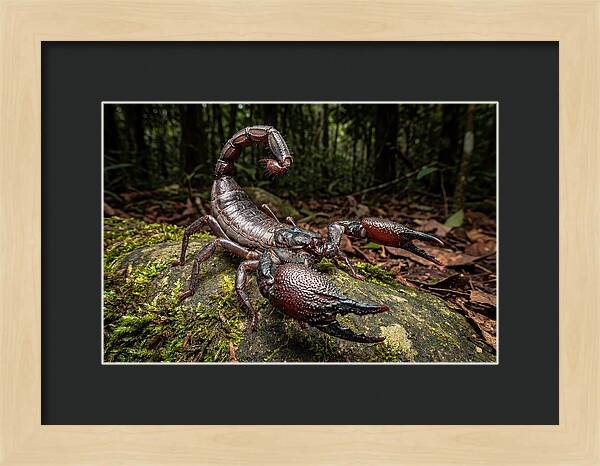 Emperor Scorpion In Nature