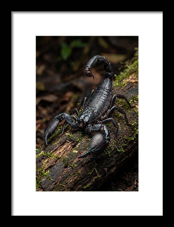 Emperor Scorpion On A Log