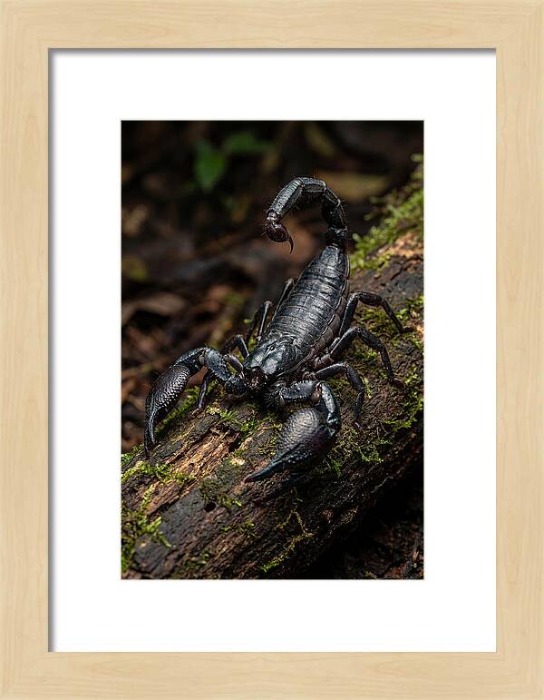 Emperor Scorpion On A Log
