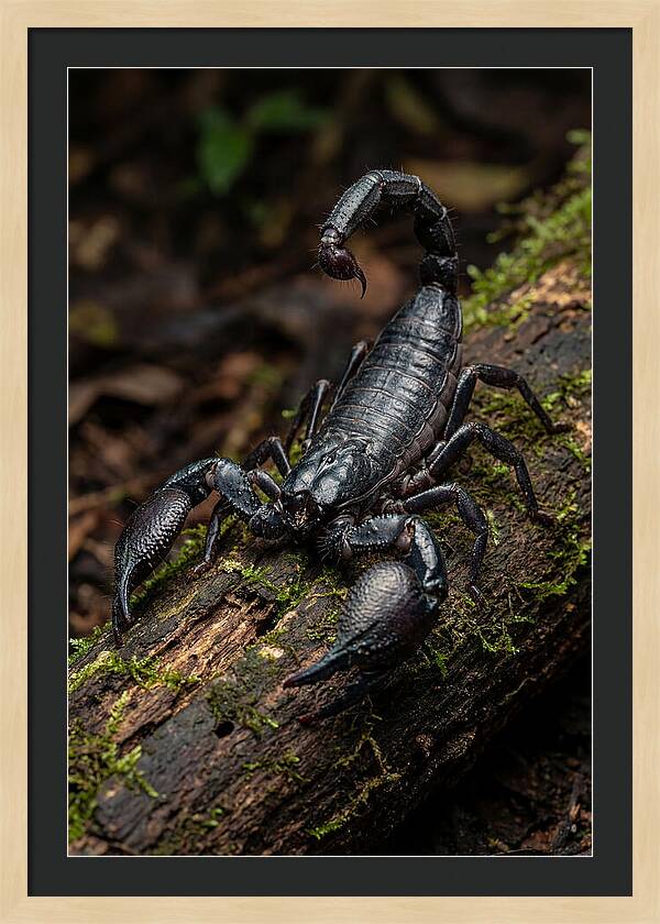 Emperor Scorpion On A Log