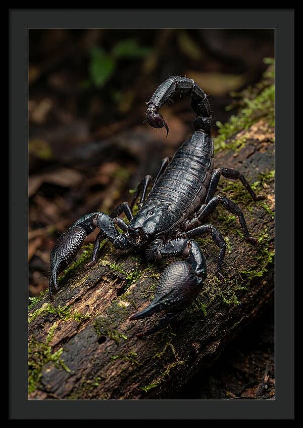 Emperor Scorpion On A Log