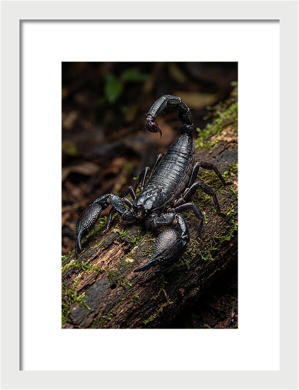 Emperor Scorpion On A Log