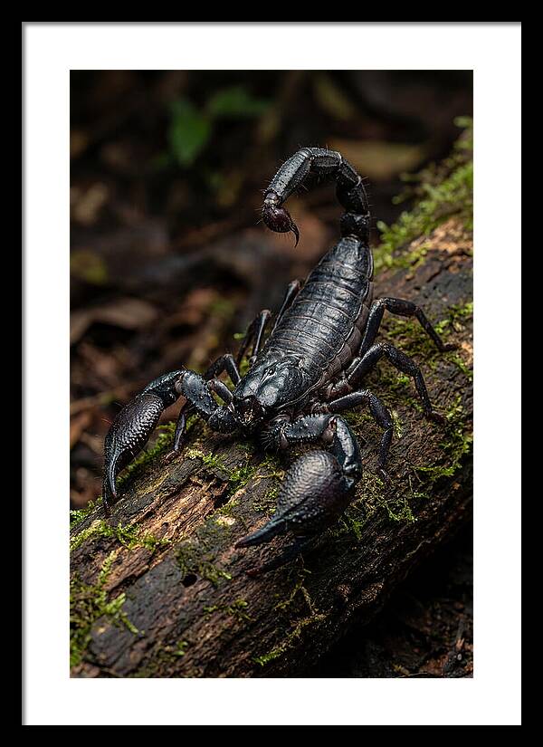 Emperor Scorpion On A Log