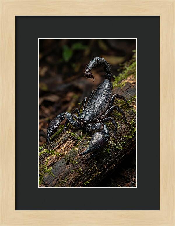 Emperor Scorpion On A Log