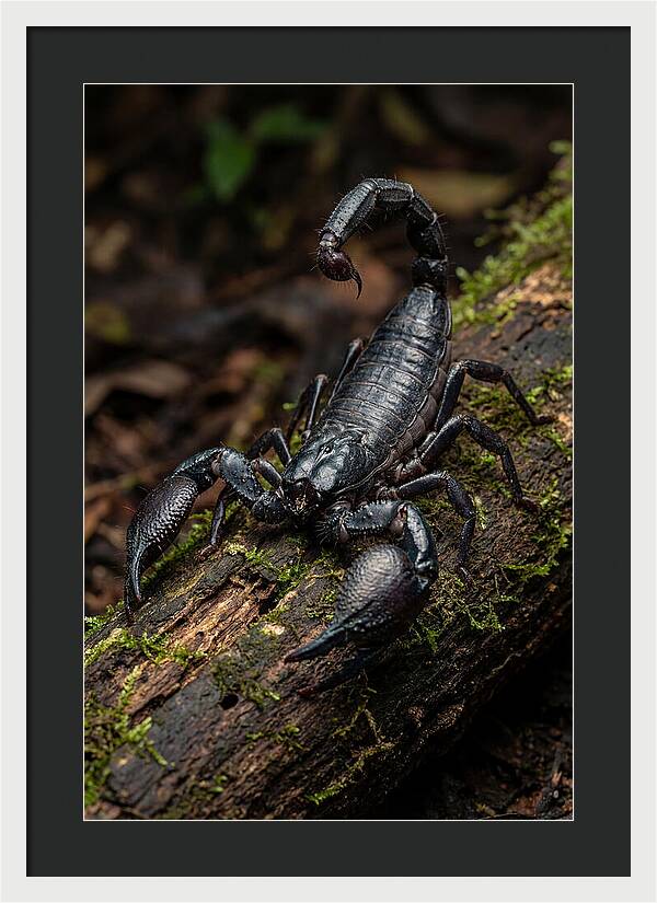Emperor Scorpion On A Log