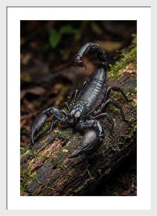 Emperor Scorpion On A Log