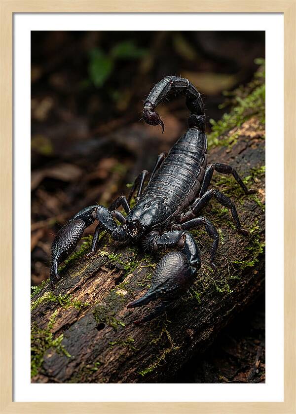 Emperor Scorpion On A Log