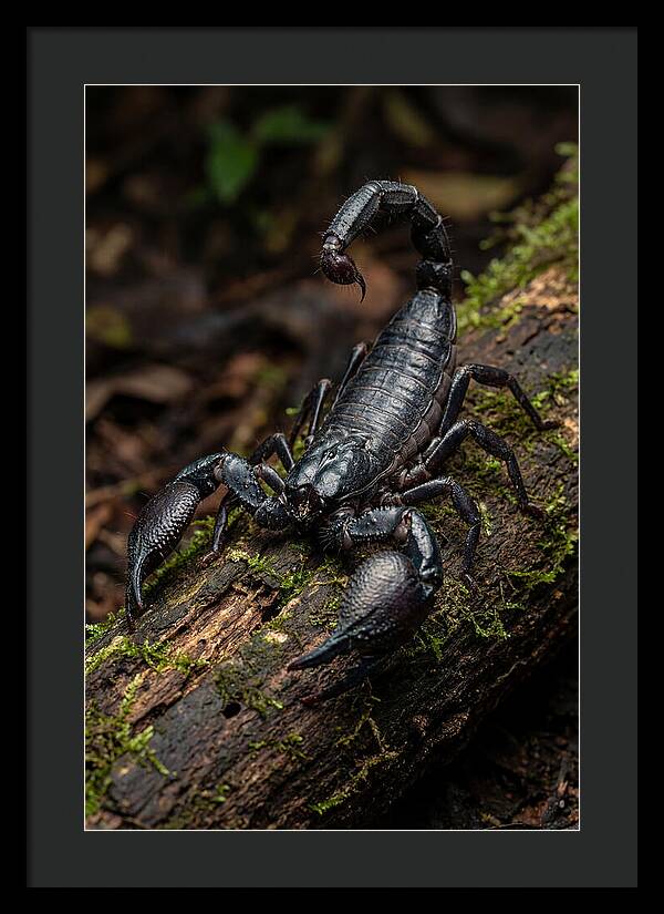 Emperor Scorpion On A Log