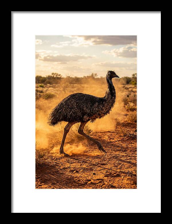Emu Running Through Dusty Outback