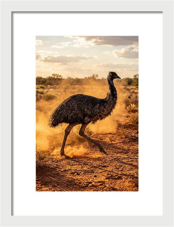 Emu Running Through Dusty Outback