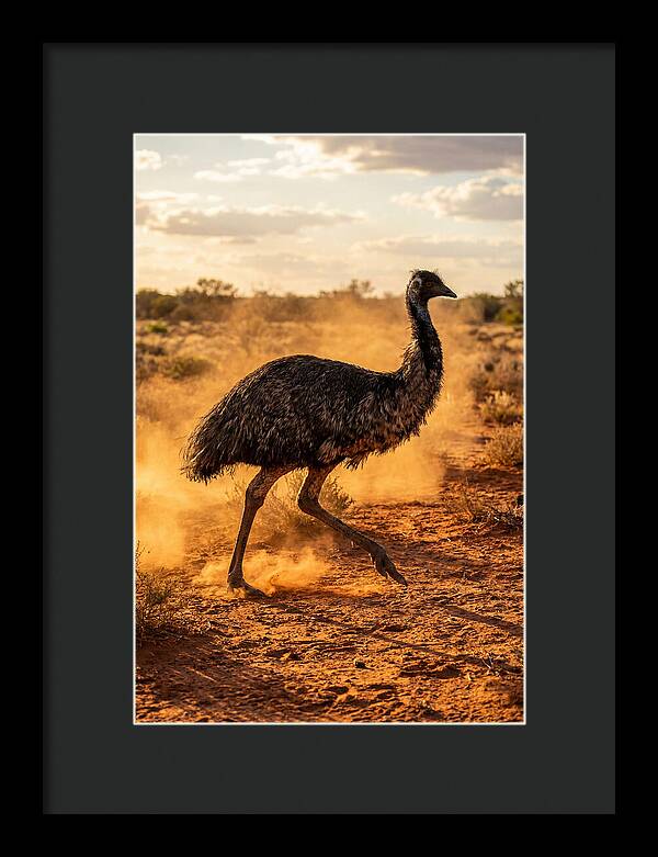 Emu Running Through Dusty Outback