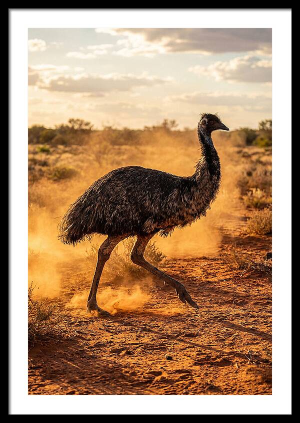 Emu Running Through Dusty Outback