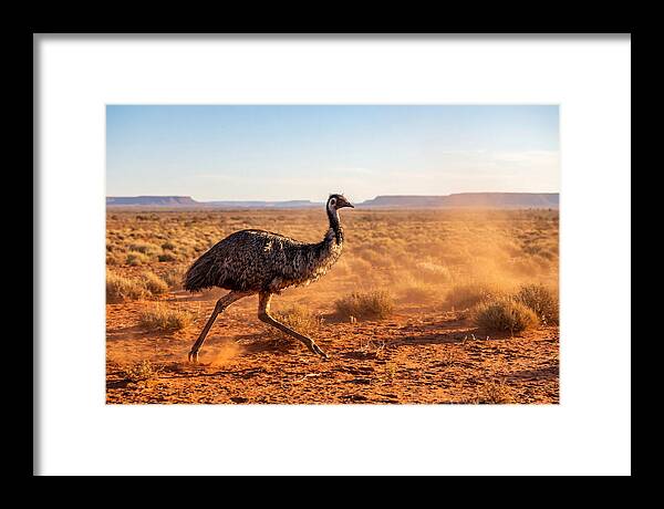 Emu Running Through The Outback