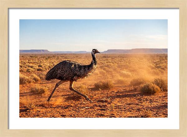 Emu Running Through The Outback