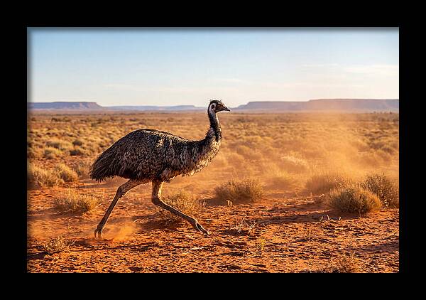 Emu Running Through The Outback