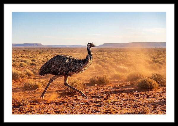Emu Running Through The Outback