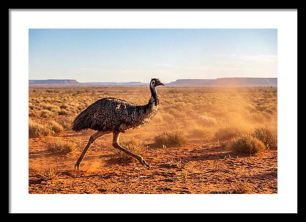 Emu Running Through The Outback