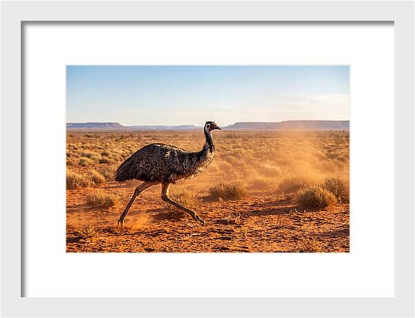 Emu Running Through The Outback