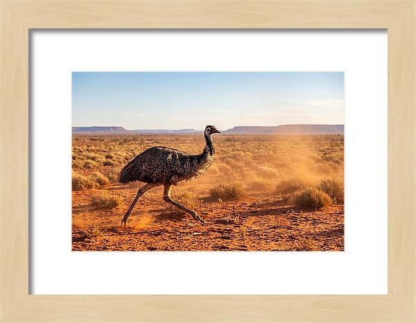 Emu Running Through The Outback