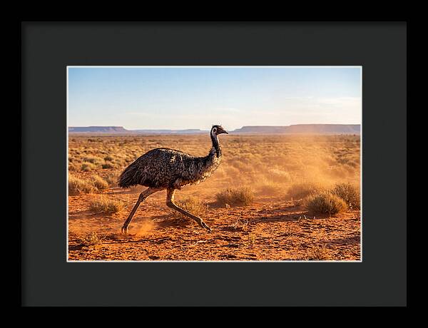 Emu Running Through The Outback