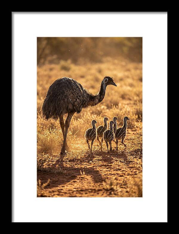 Emu With Chicks Walking Together