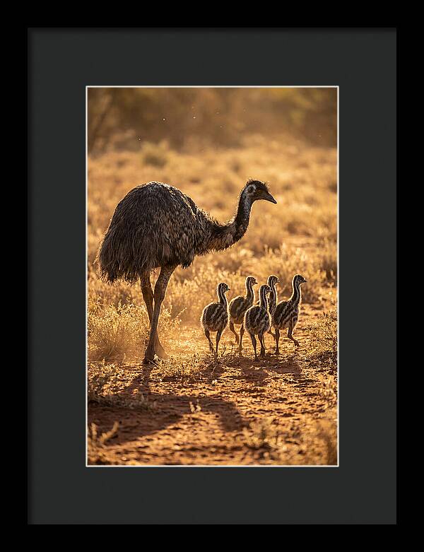 Emu With Chicks Walking Together
