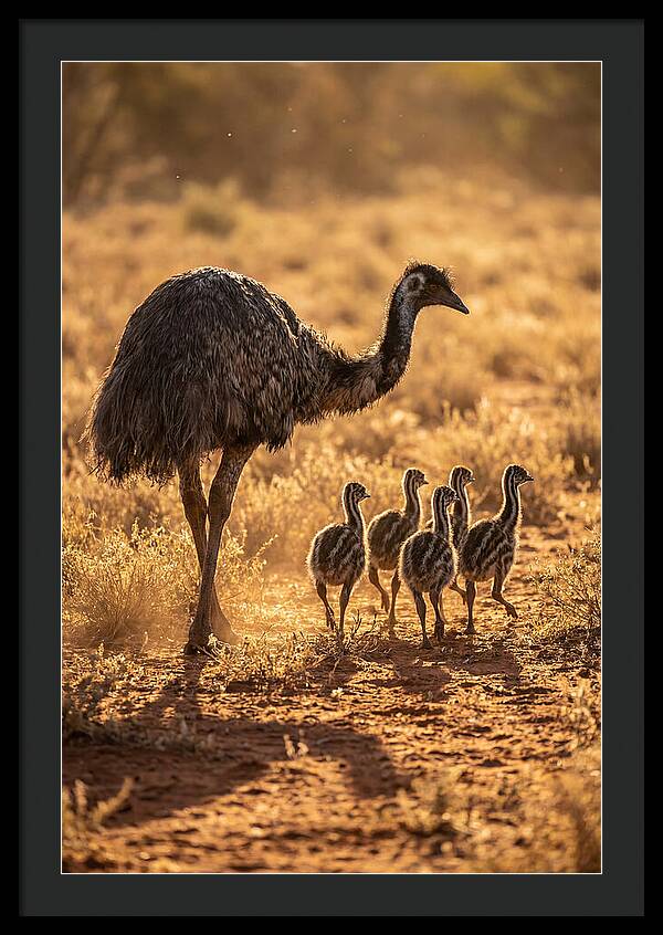 Emu With Chicks Walking Together