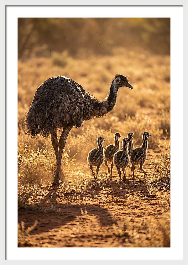 Emu With Chicks Walking Together