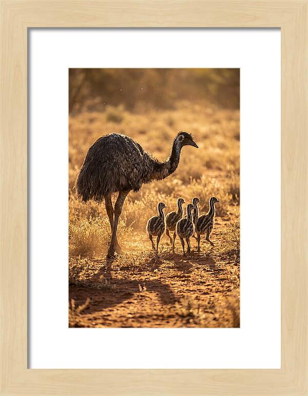 Emu With Chicks Walking Together